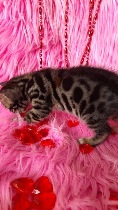 чистокровная бенгальская девочка