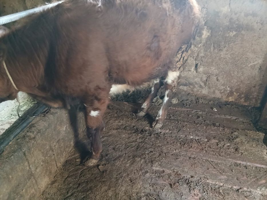 Продам хорошую тёлку жирную