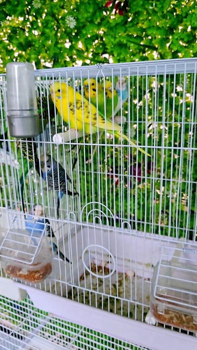 Волнистый попугай Valnisti paralar