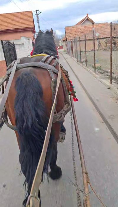 Vand armasar cuminte 1.9luni (150 de milioane)