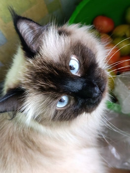 Ищем кота на вязку, срочно!!!