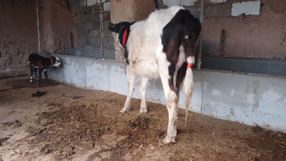 Бұзпулы сиыр сатылады туркестан