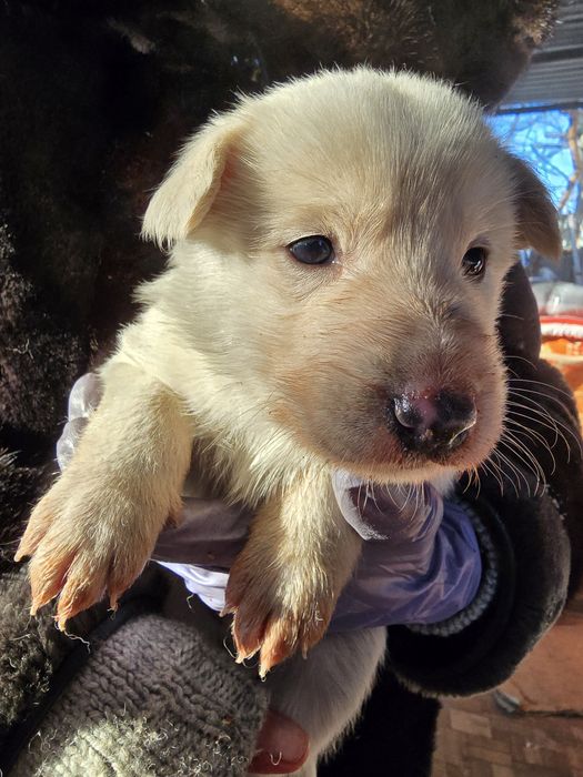 В добрые руки отдаю щенка