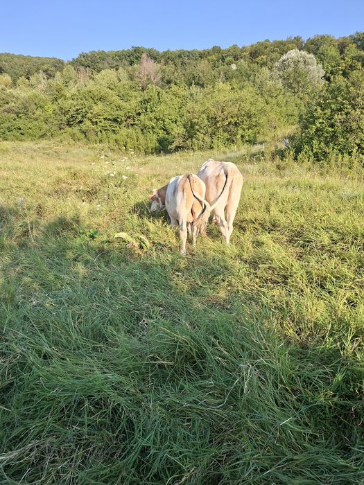 Vaca baltata românească