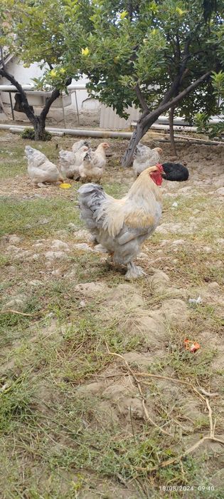 Тухум заказга Брама Изабелла тоза зотли товук тухумлари сотилади