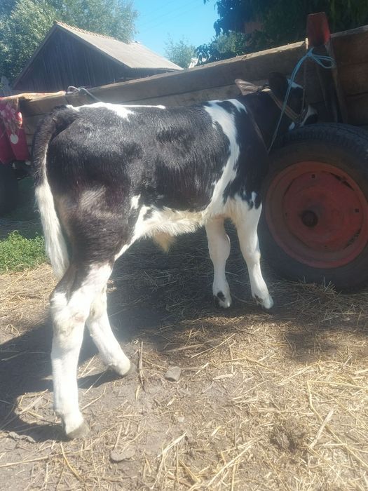 Vând vițica și tăuraș belgian