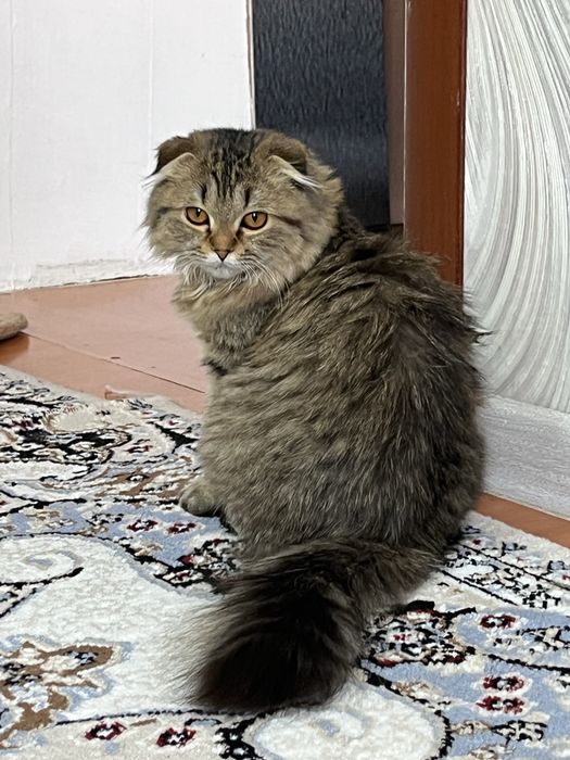 Мысык сатылады 4айлык