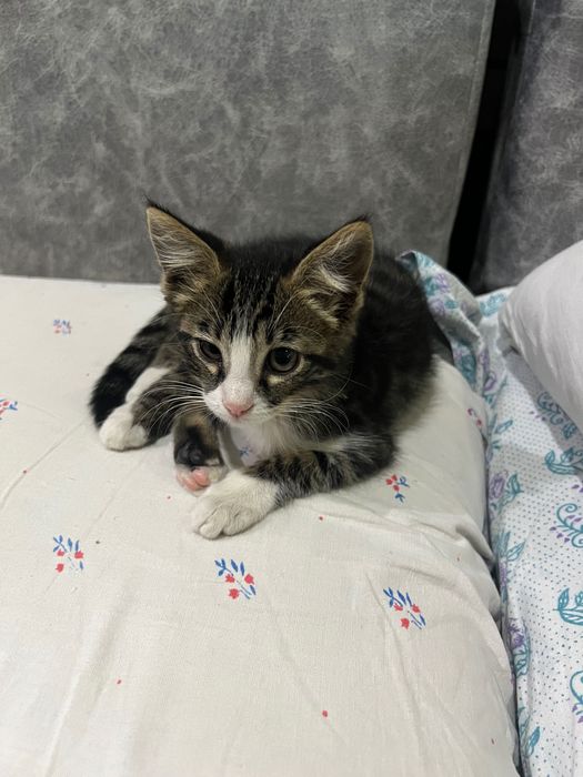Отдам в хорошие руки котика и кошечку, возраст 3 месяца