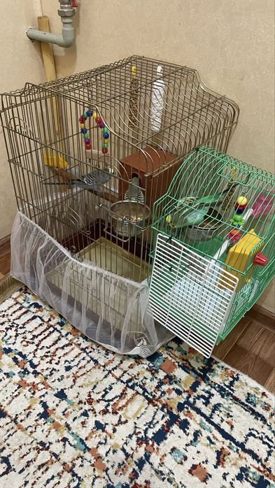 Попугай прирученный к рукам