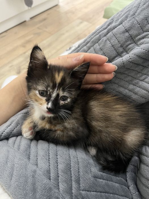 Отдам котенка в добрые руки