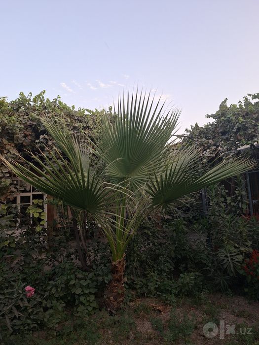Vashingtoniya palmasi