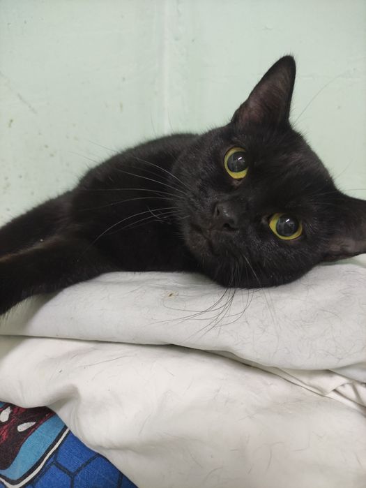 Кошечка, в хорошие руки