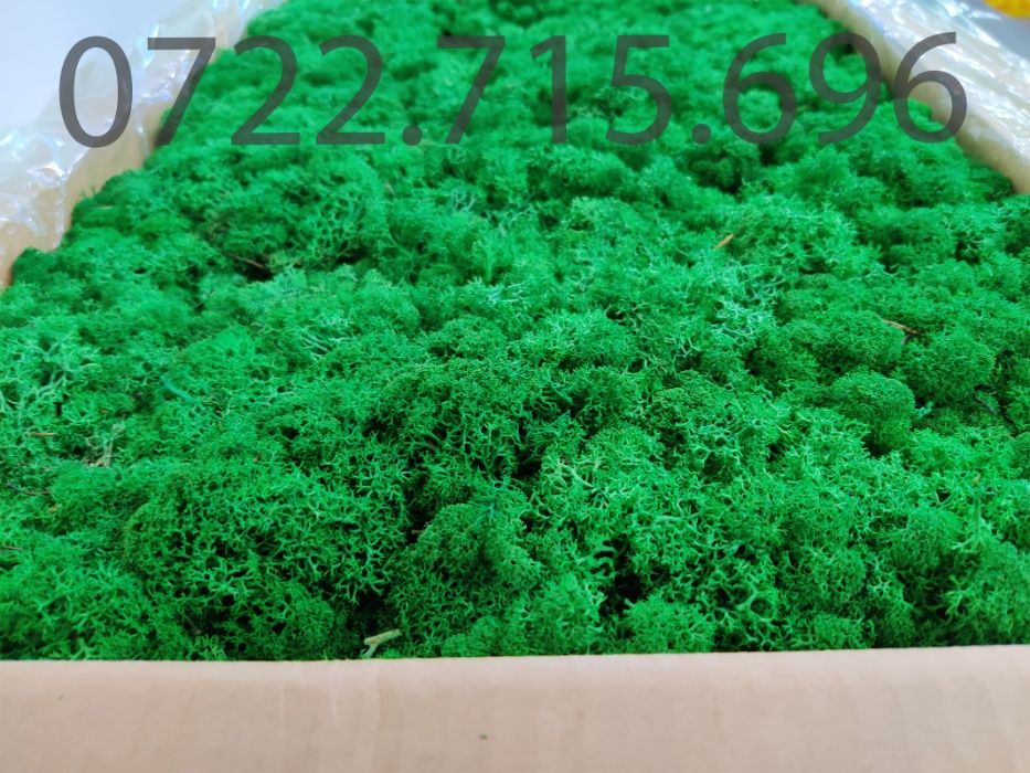 Licheni si muschi ornamentali pret de producator IMPORTATOR DIRECT