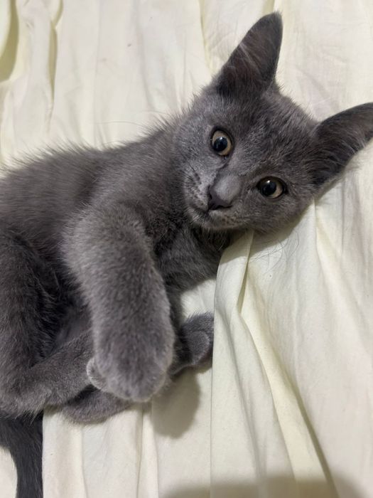 Отдам котенка мальчик