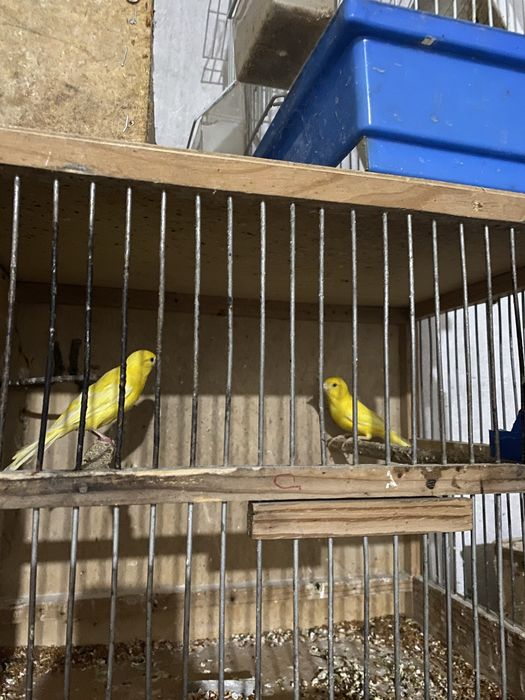 Канарейки парочка