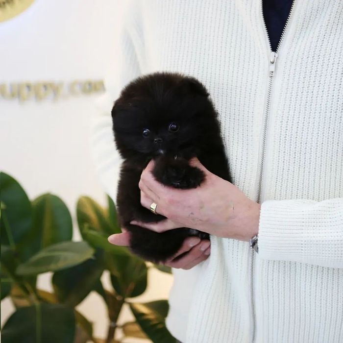 Продам  немецких щпицев