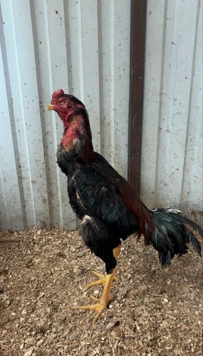 Дакан петушок майский