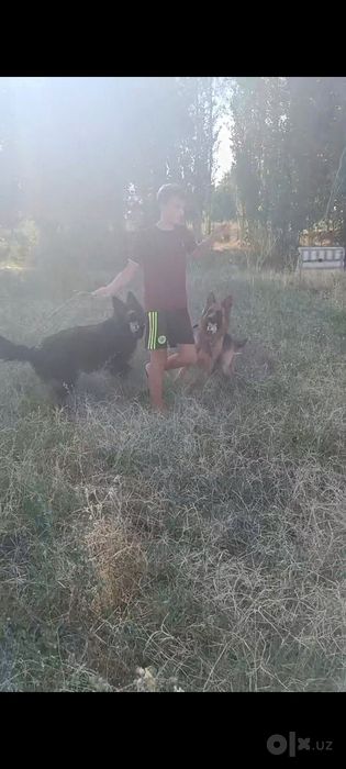 Продаются щенки Немецкой овчарки