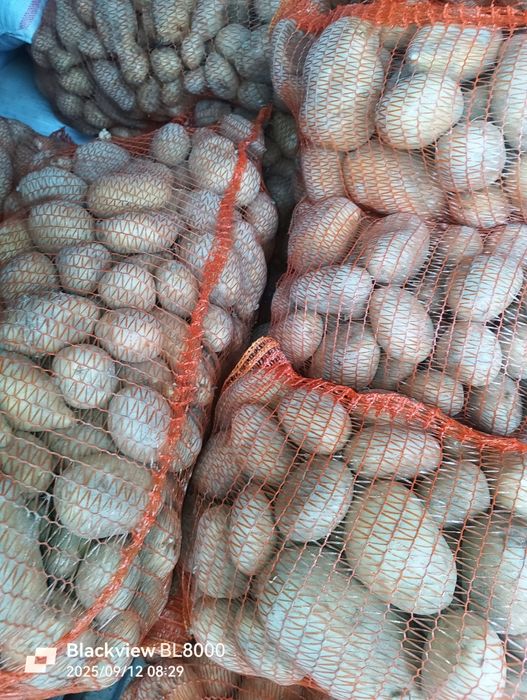 Cartofi consum alb și roșu calibru 55+