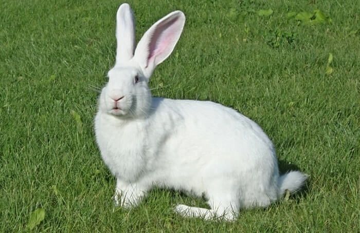 Үйдің сүйкімді қояндары