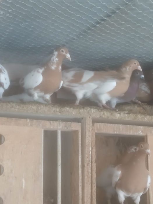 Porumbei voiajori Karel Meulemans