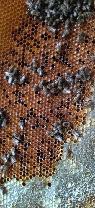 Pastura. Produs Apicol