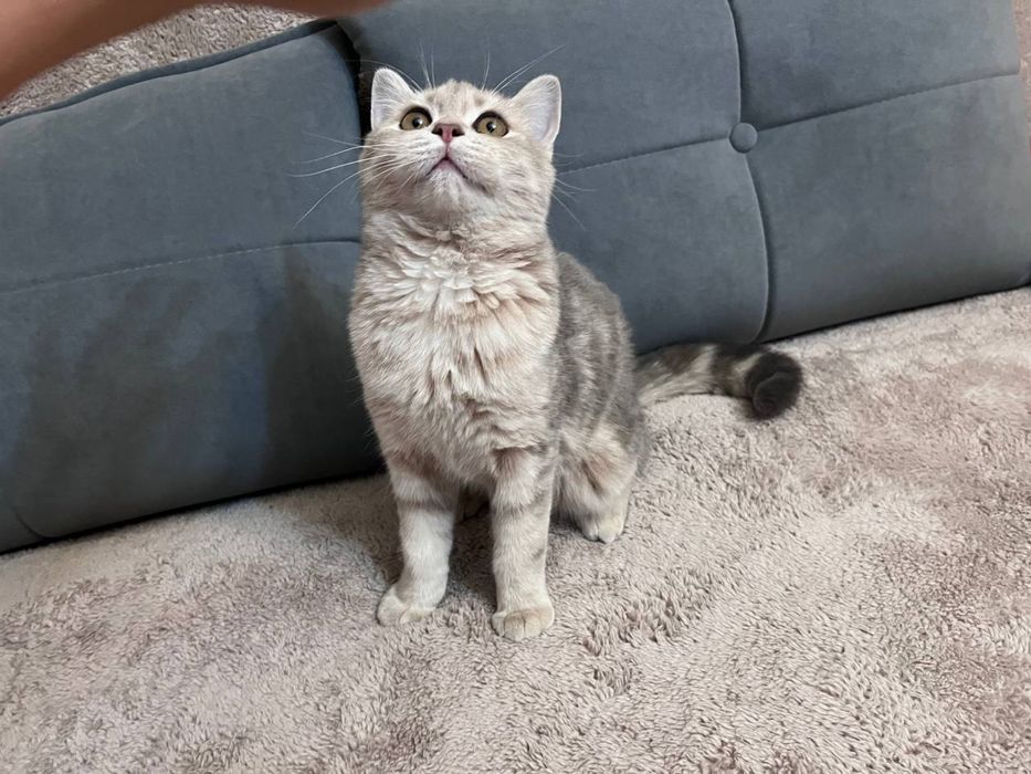 Кошка в добрые руки