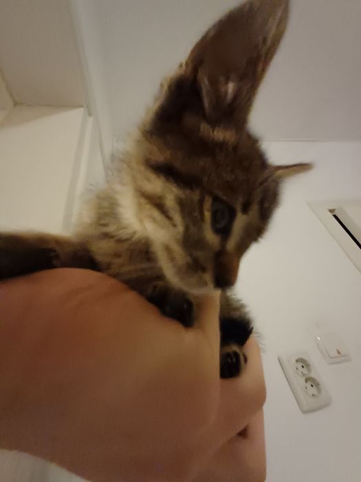 Малка котка мъжка
