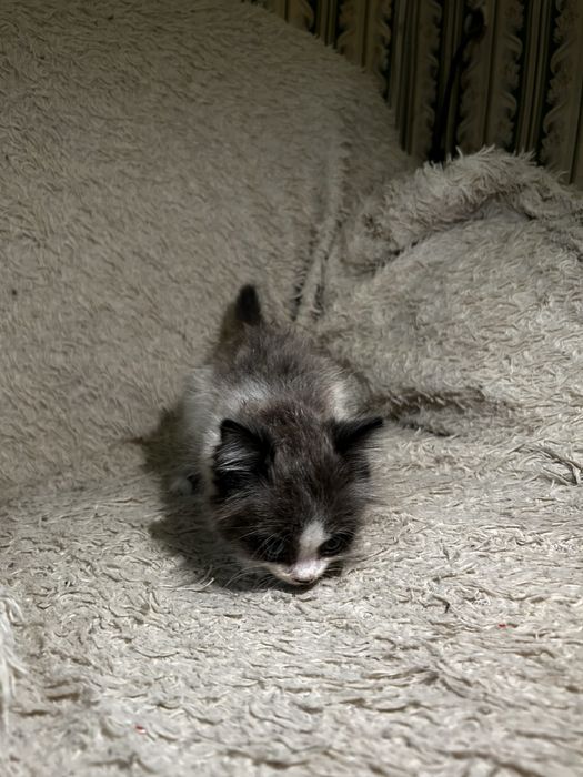 Котенка отдам в добрые руки