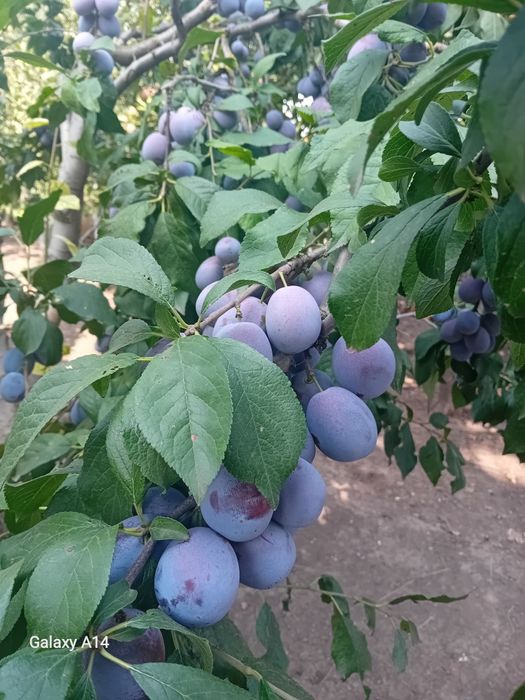 Vând prune de casa