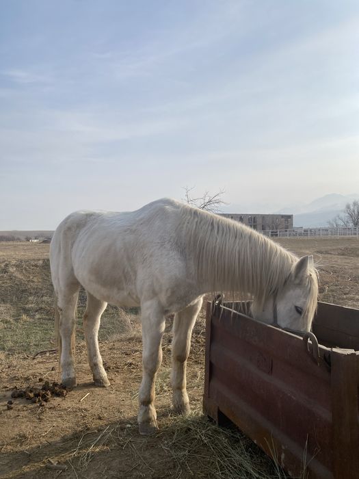 Жылқы сатылады, продается лошадь, мерин