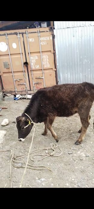 1 жарым жасар құнажын сатылады