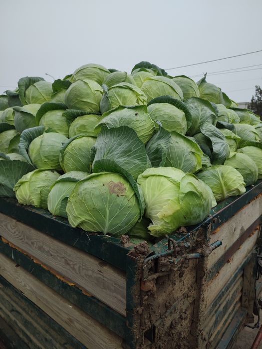 VARZA disponibil 15-16 tone