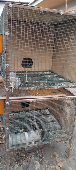 Quyon boyish uchun katak