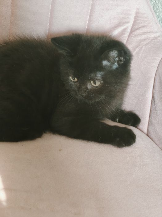 Чистопородный Британский кот