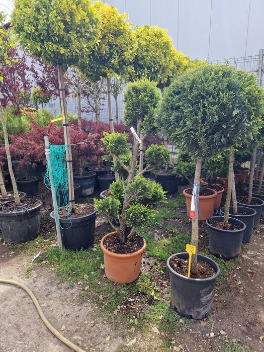 Plante ornamentale
