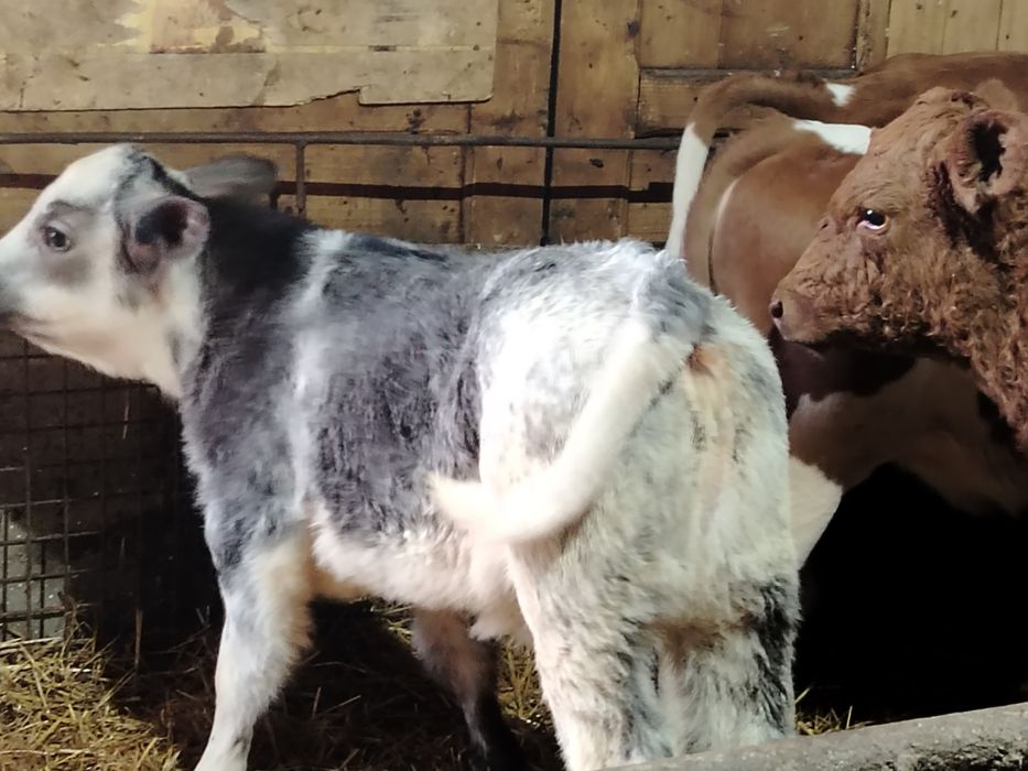 Taurasi și vitele intarcati și mari la 220 kg