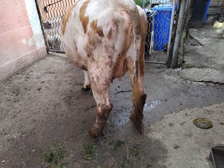 Vând vacă gestantă