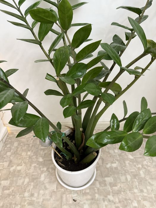 Продам долларовое дерево