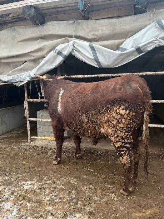 Үш жасар бұқалар семіз