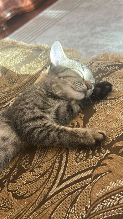 Кошка бесплатно, Астана