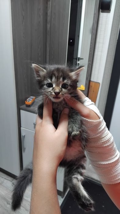 Отдам в добрые руки.