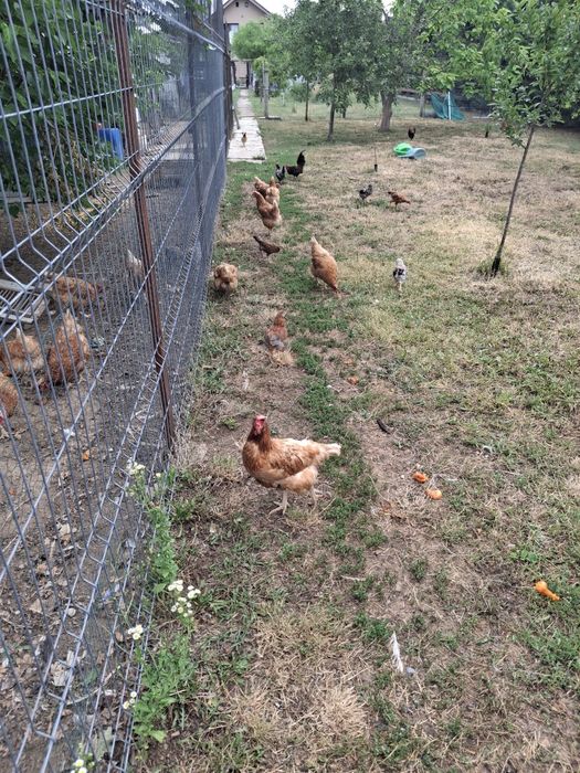 Găini ouătoare ISA BROWN