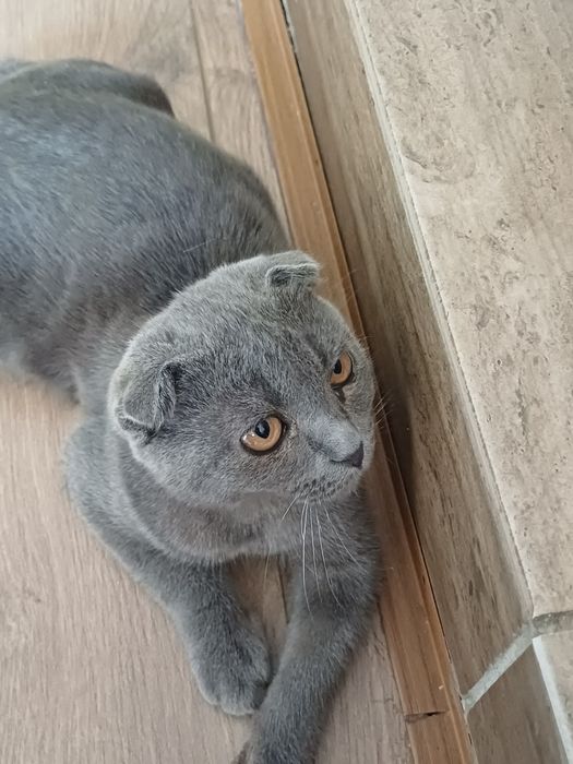 Продаю вислоухую кошку