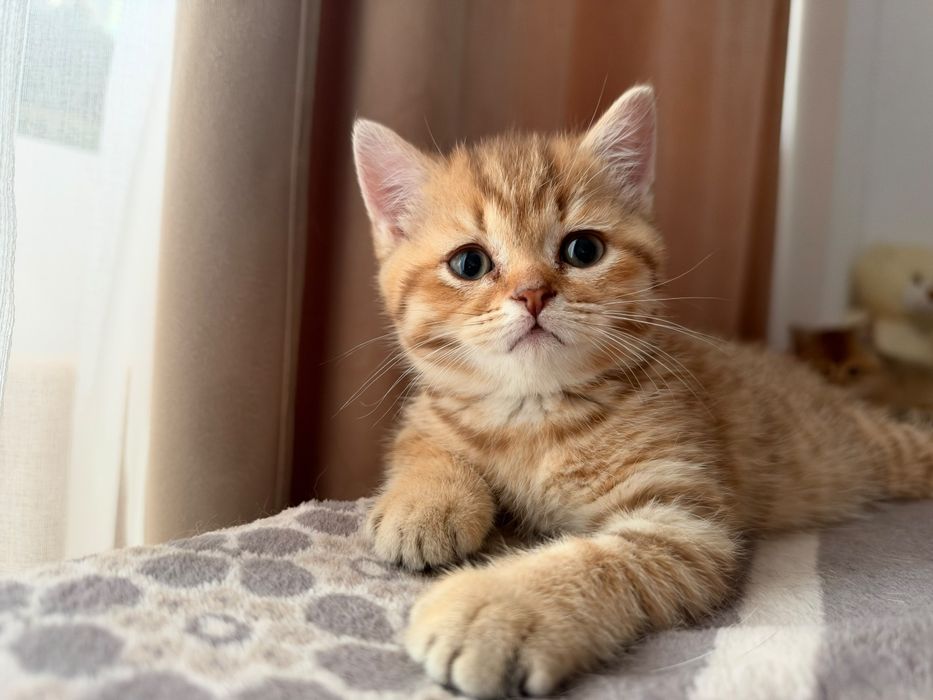 British Shorthair Golden Tabby și Lilac