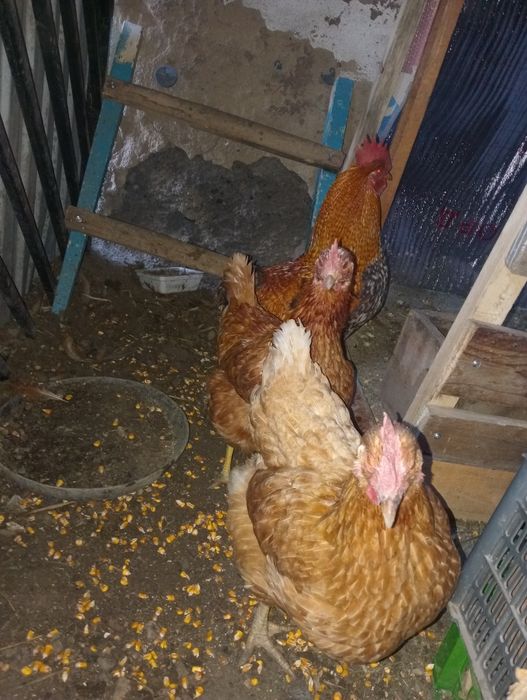 Продам две кур и одного петуха