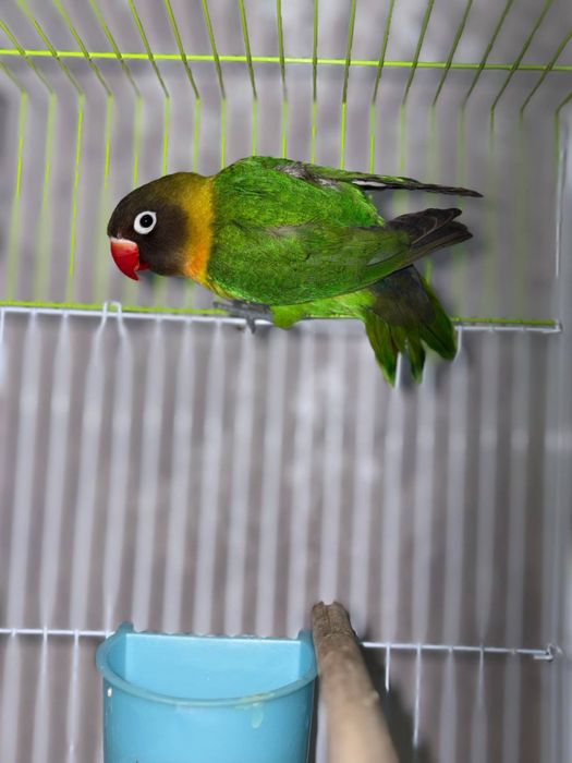 Nerazluchka green fisher sotiladi  bitta qoldi arzonga bervoraman