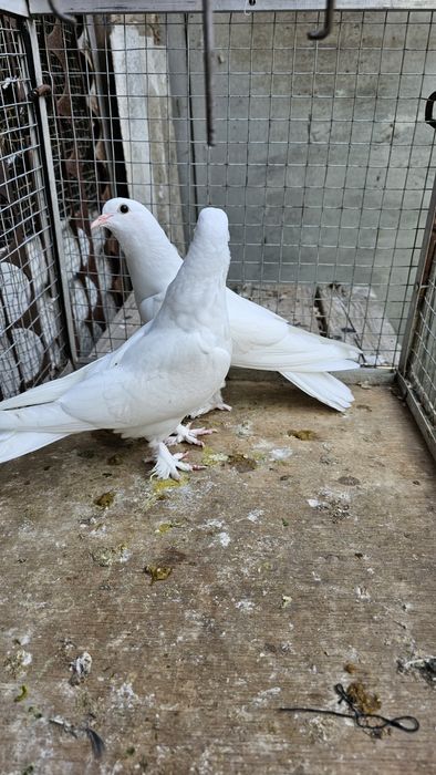 Голуби такла... .