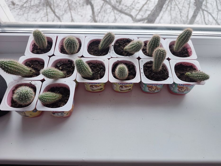 Продам кактус домашний