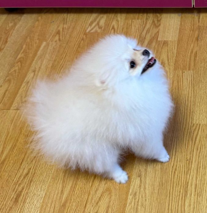 Pomeranian  Pui Femela - Canisa